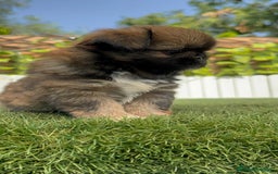 Pekinés perros en venta: PEKINES IMPERIAL HEMBRA - Imagen 6
