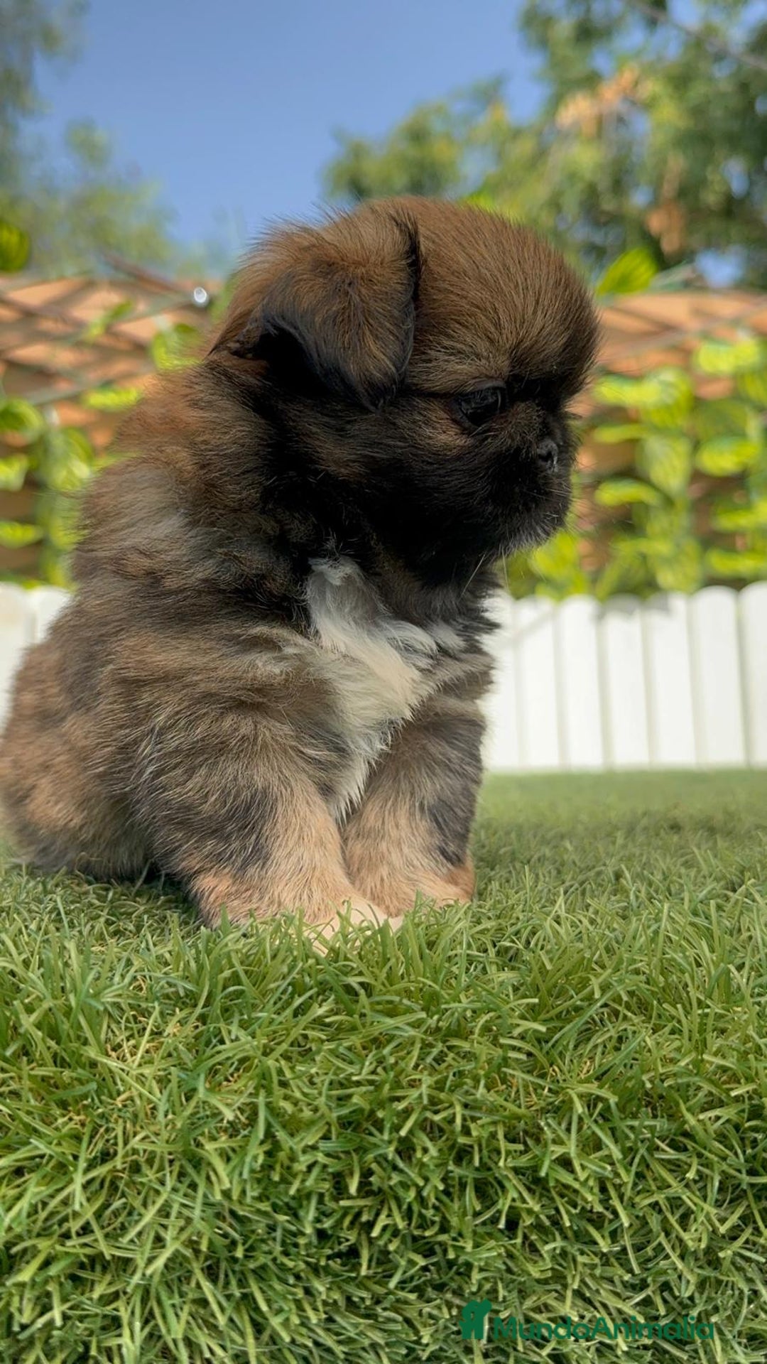 Pekinés perros en venta: PEKINES IMPERIAL HEMBRA - Imagen 6