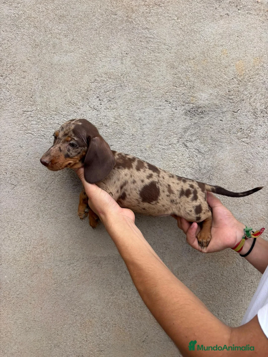 Teckel Miniatura perros en venta: Tecker hembras - Anuncio 2