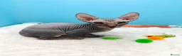 Sphynx gatos en venta: Gatitos Egipcios  - Anuncio 16