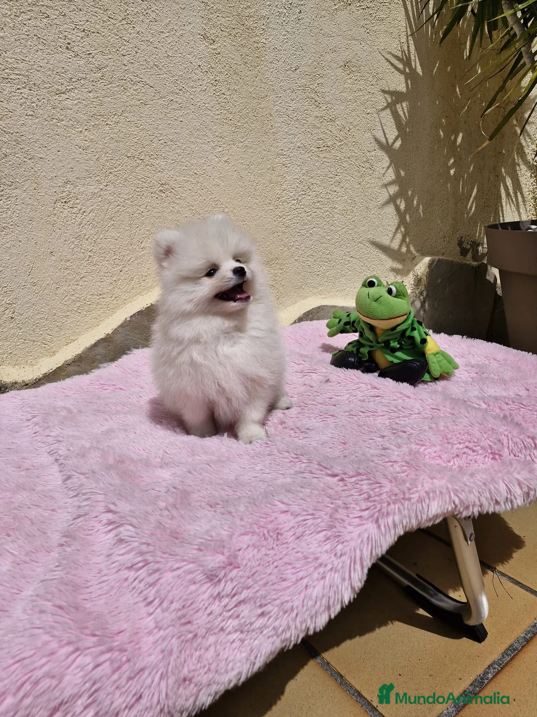 Pomerania perros en venta: Lulú de pomerania  en Barcelona - Anuncio 2