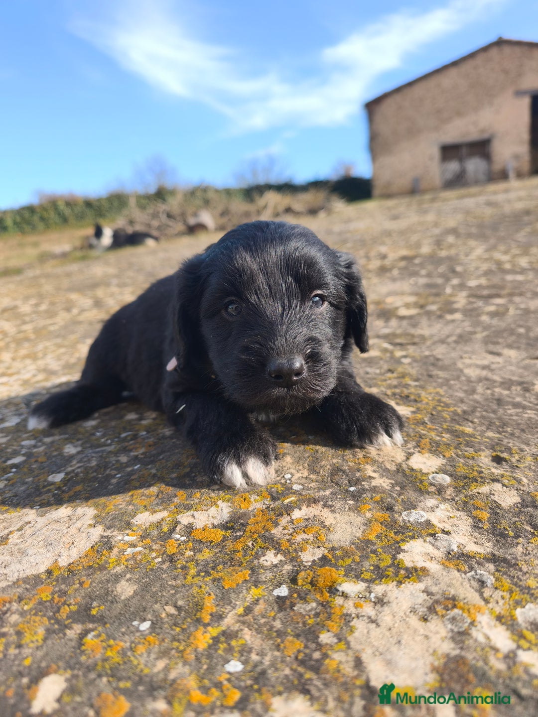 Raza Mixta perros en venta: Cachorros bordoodle/borderpoo! - Anuncio 8