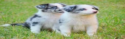 Border Collie perros en venta: camada de border collie  - Anuncio 10