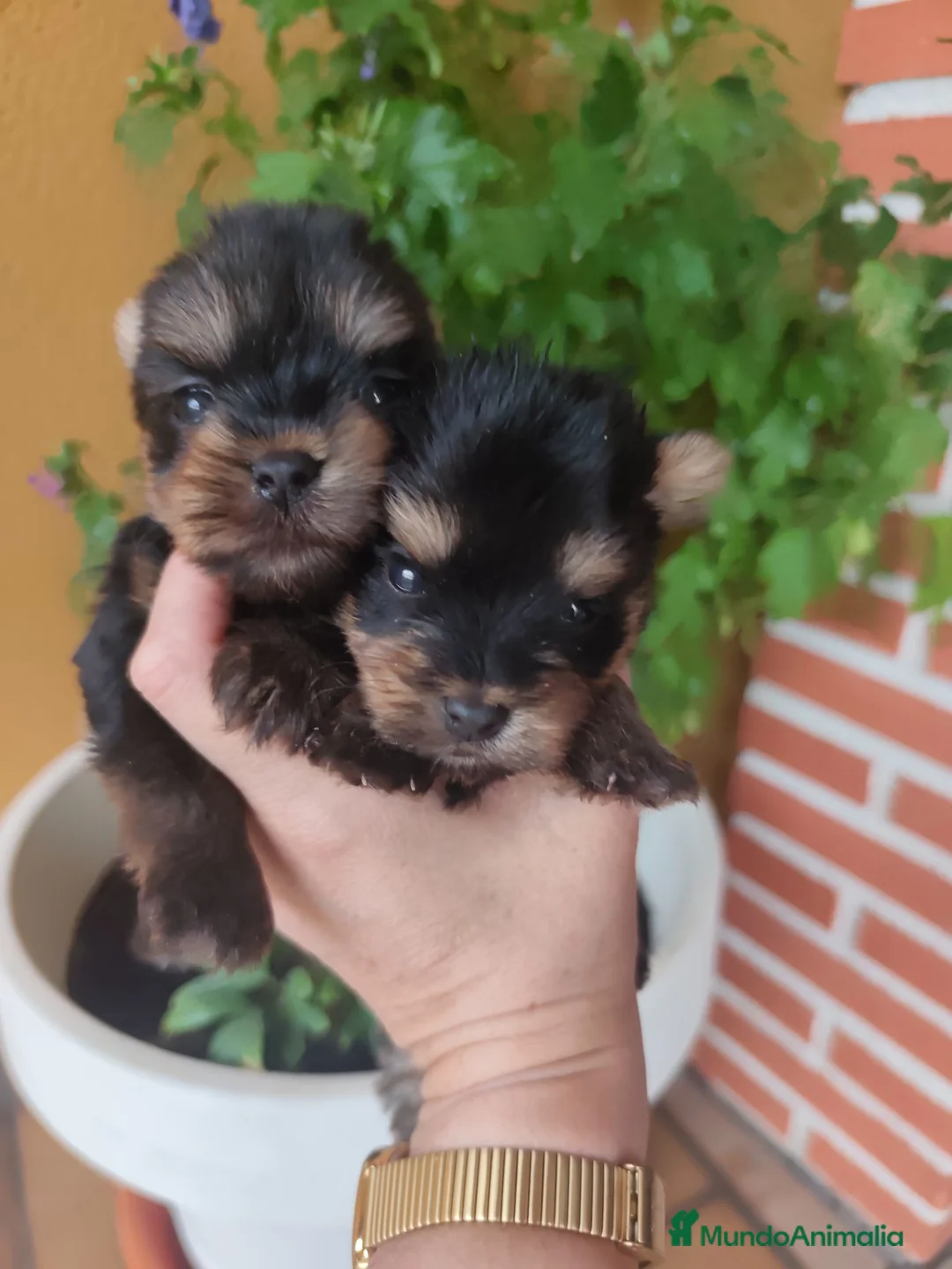 Yorkshire Terrier perros en venta: Excelente camada de yorkshire terrier  en Valladolid - Anuncio 1