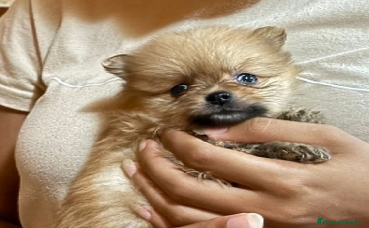 Pomerania perros - Anuncio 8