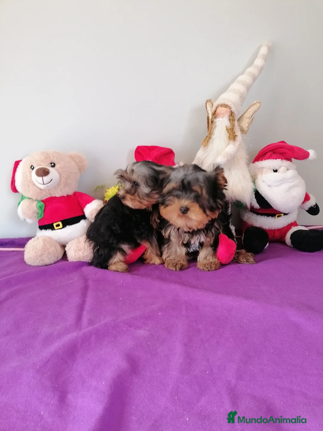 Yorkshire Terrier perros en venta: Yorkshire terrier  - Anuncio 7