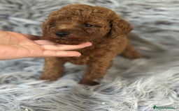 Caniche Toy perros en venta: CANICHE TOY ROJO DISPONIBLE - Imagen 3