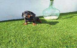 Teckel Miniatura perros en venta: TECKEL MINIATURA  - Imagen 1