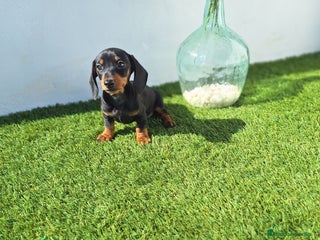 Teckel Miniatura perros - Anuncio 3