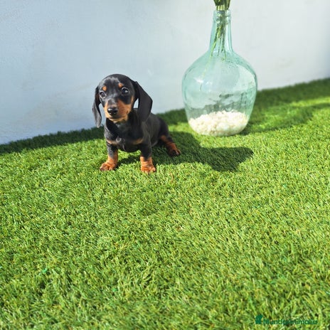 Teckel Miniatura perros TECKEL MINIATURA - Anuncio 7