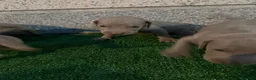 Weimaraner perros en venta: 🐾✨ BRACOS DE WEIMAR EN RESERVA ✨🐾 en Barcelona - Anuncio 6