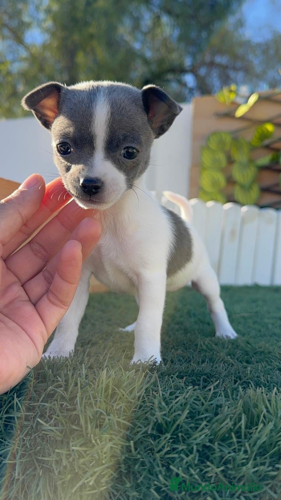 Chihuahua perros CHIHUAHUA HEMBRA - Anuncio 3