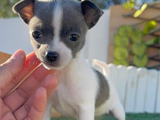 Chihuahua perros CHIHUAHUA HEMBRA - Anuncio 3
