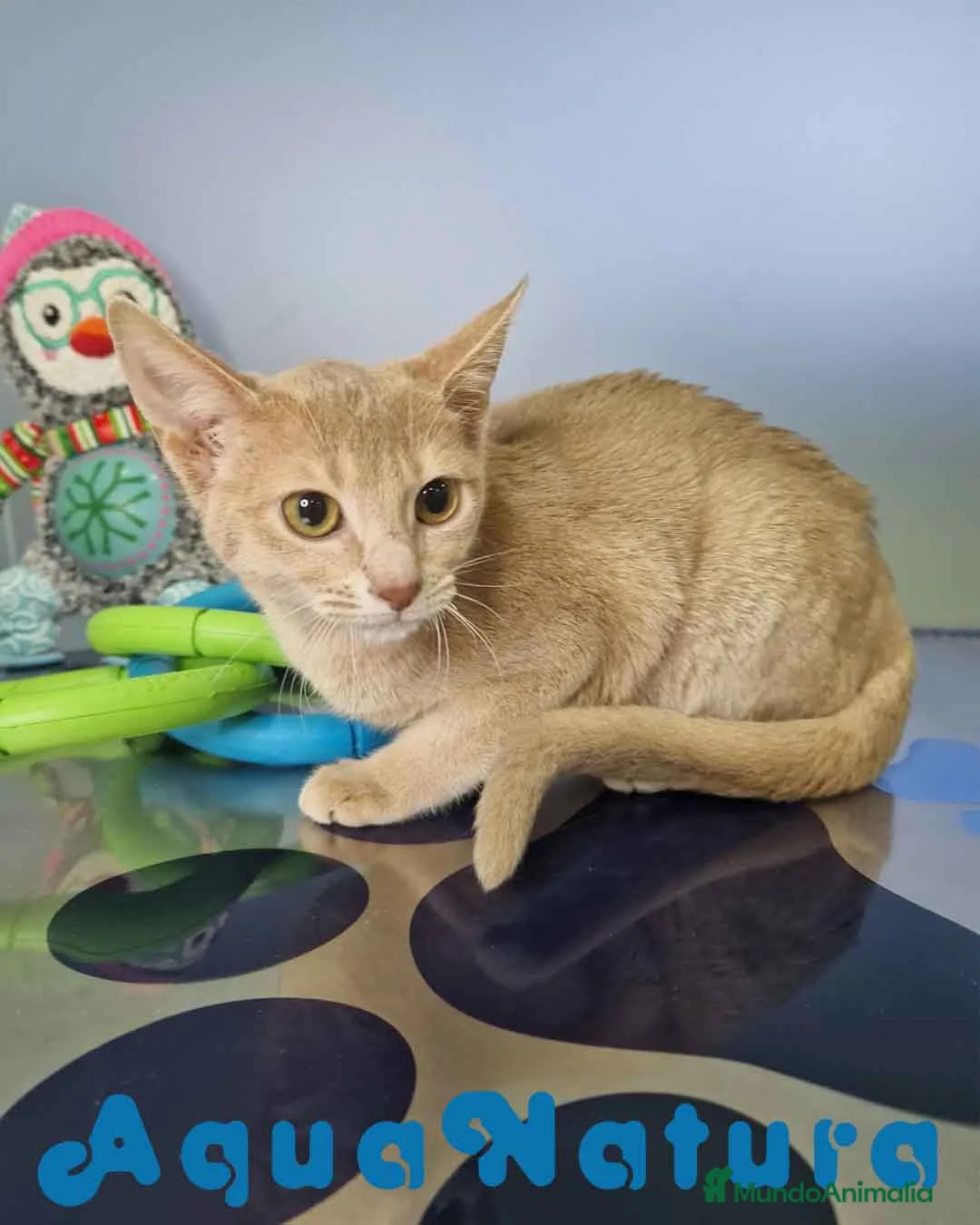 Abisinio gatos en venta: Abisinio Hembra de Mia 7908 AQUANATURA - Anuncio 7