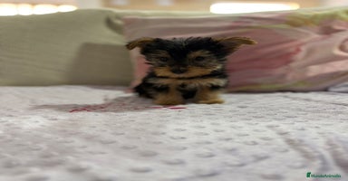 Yorkshire Terrier perros - Propaganda 6