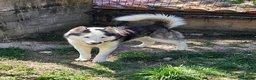 Husky Siberiano perros en venta: HUSKY SIBERIANO ADULTO - Anuncio 4