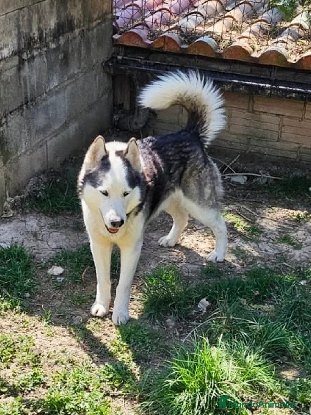 Husky Siberiano perros en venta: HUSKY SIBERIANO ADULTO - Anuncio 4