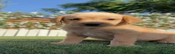 Labrador Retriever perros en venta: LABRADOR RETRIEVER  - Anuncio 1