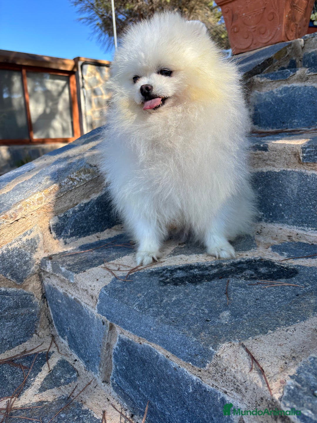 Pomerania perros en venta: Pomerania muy bonito listo para entregar!! - Imagen 7