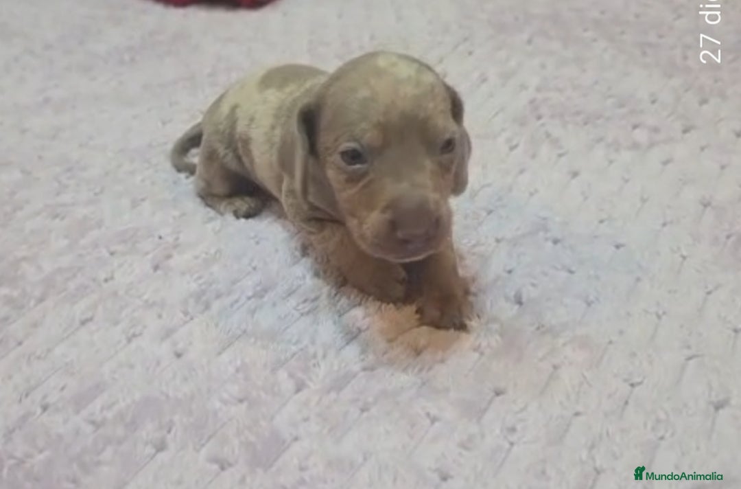 Teckel perros en venta: Teckel Mini - Anuncio 9