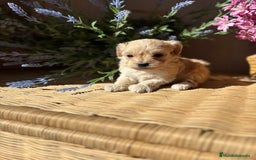 Maltipoo perros en venta: Maltipoo hembra disponible  - Imagen 4
