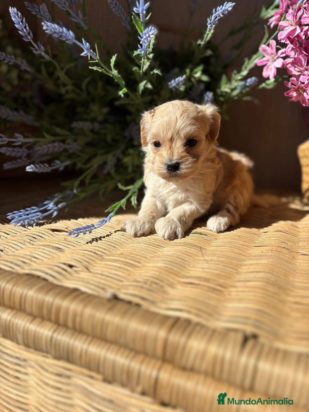 Maltipoo perros en venta: Maltipoo hembra disponible  - Imagen 4