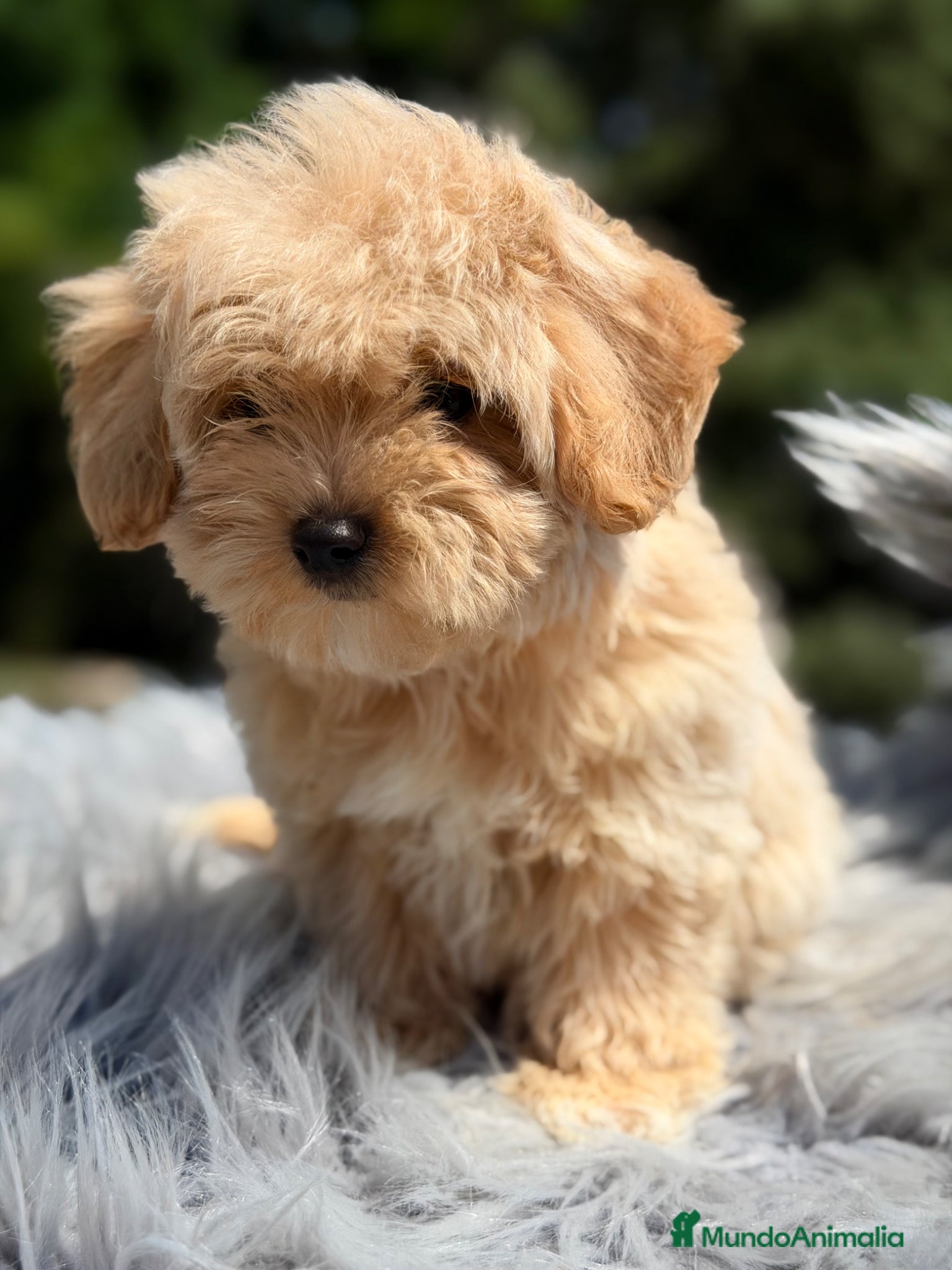 Maltipoo perros Maltipoo macho  - Anuncio 2