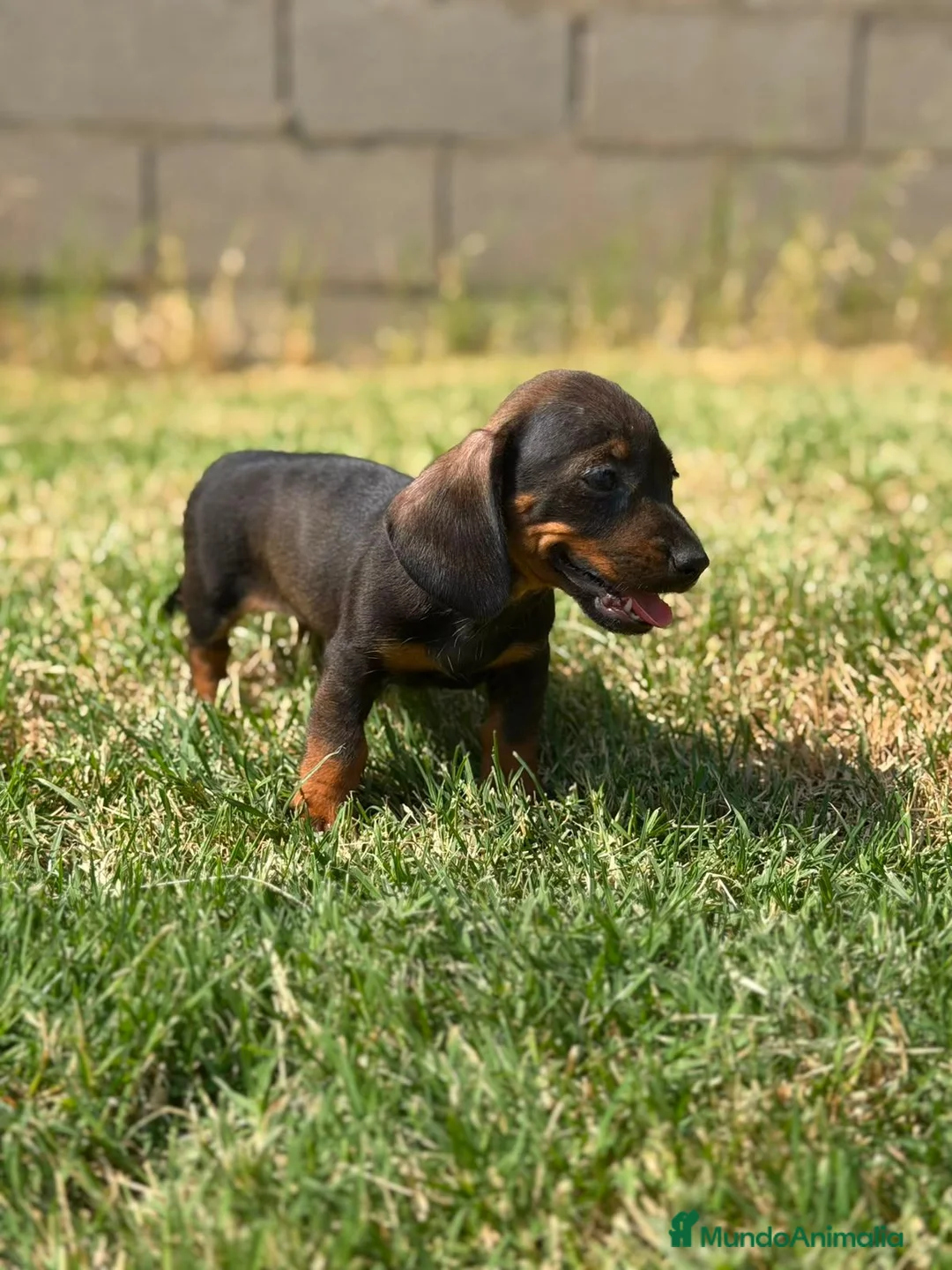 Teckel Miniatura perros en venta: Teckels Color Jabalí Hembras - Anuncio 1