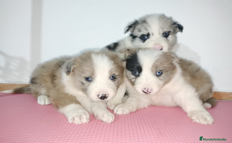 Border Collie perros en Badajoz - Anuncio 14