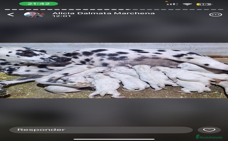 Dálmata perros Dalmata  - Anuncio 2