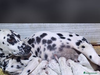 Dálmata perros Dalmata - Anuncio 4