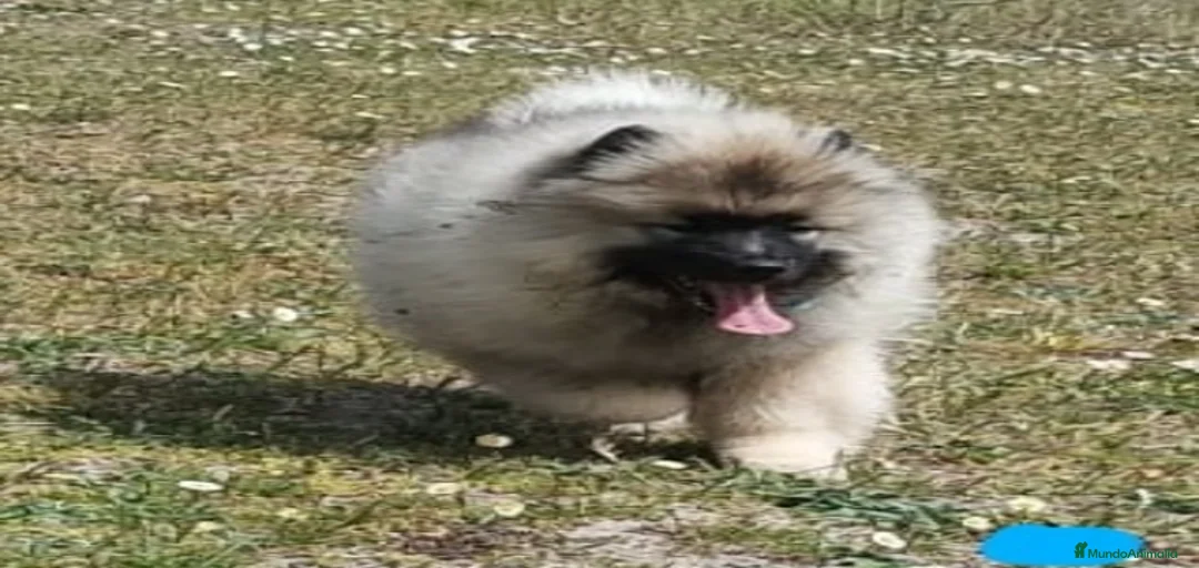 Imagen de galería {{count}}