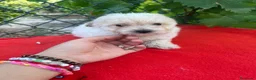 Maltipoo perros en venta: PRECIOSA HEMBRA MALTIPOO  - Anuncio 4