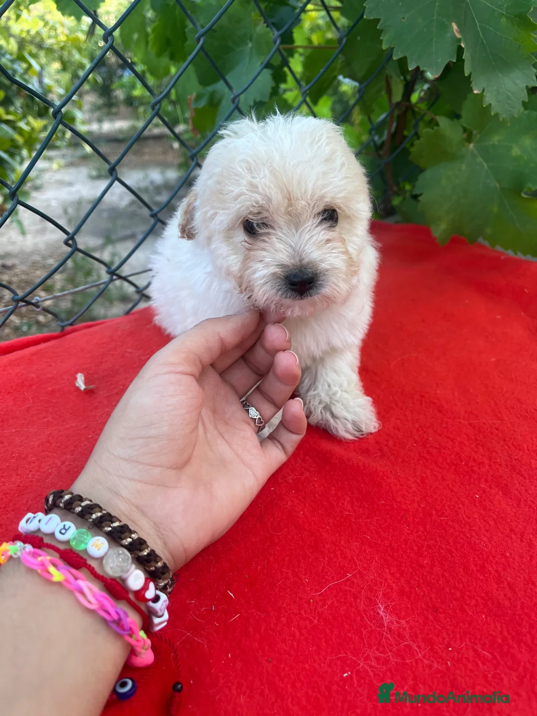 Maltipoo perros en venta: PRECIOSA HEMBRA MALTIPOO  - Anuncio 4