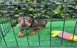 Teckel Miniatura perros en venta: teckel arlequin  - Imagen 3