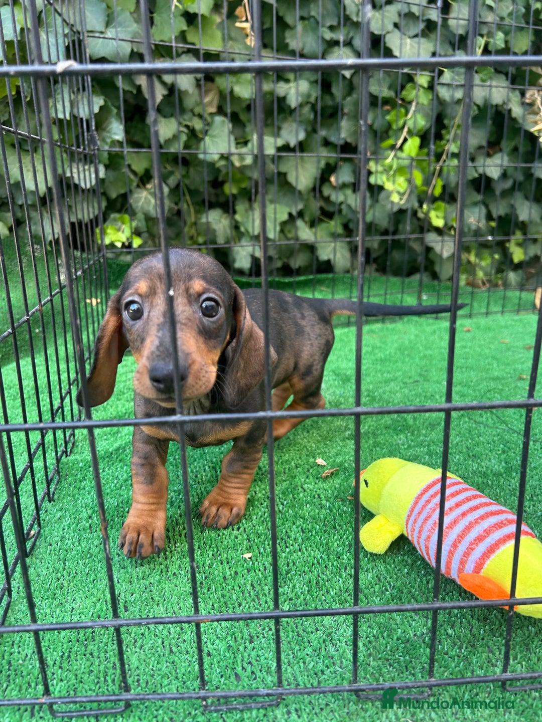Teckel Miniatura perros en venta: teckel arlequin  - Imagen 3
