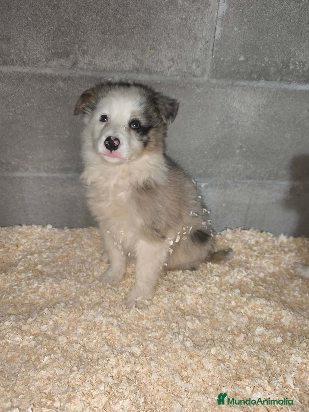 Border Collie perros en venta: Cachorros border collie color merle - Anuncio 2