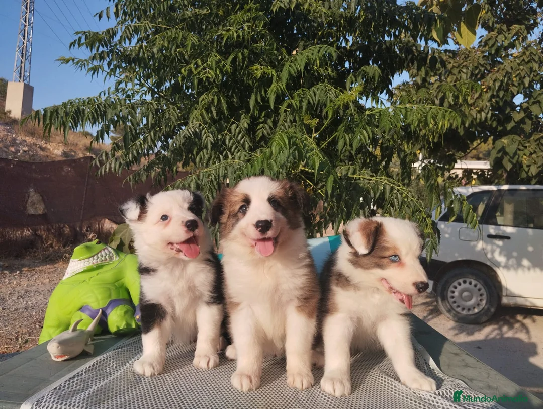 Border Collie perros en venta: Camada de Border Collie - Anuncio 1