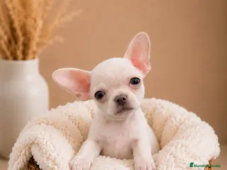Chihuahua perros FINANCIAMOS CHIHUAHUA BLANCO CABEZA MANZANA - Anuncio 14