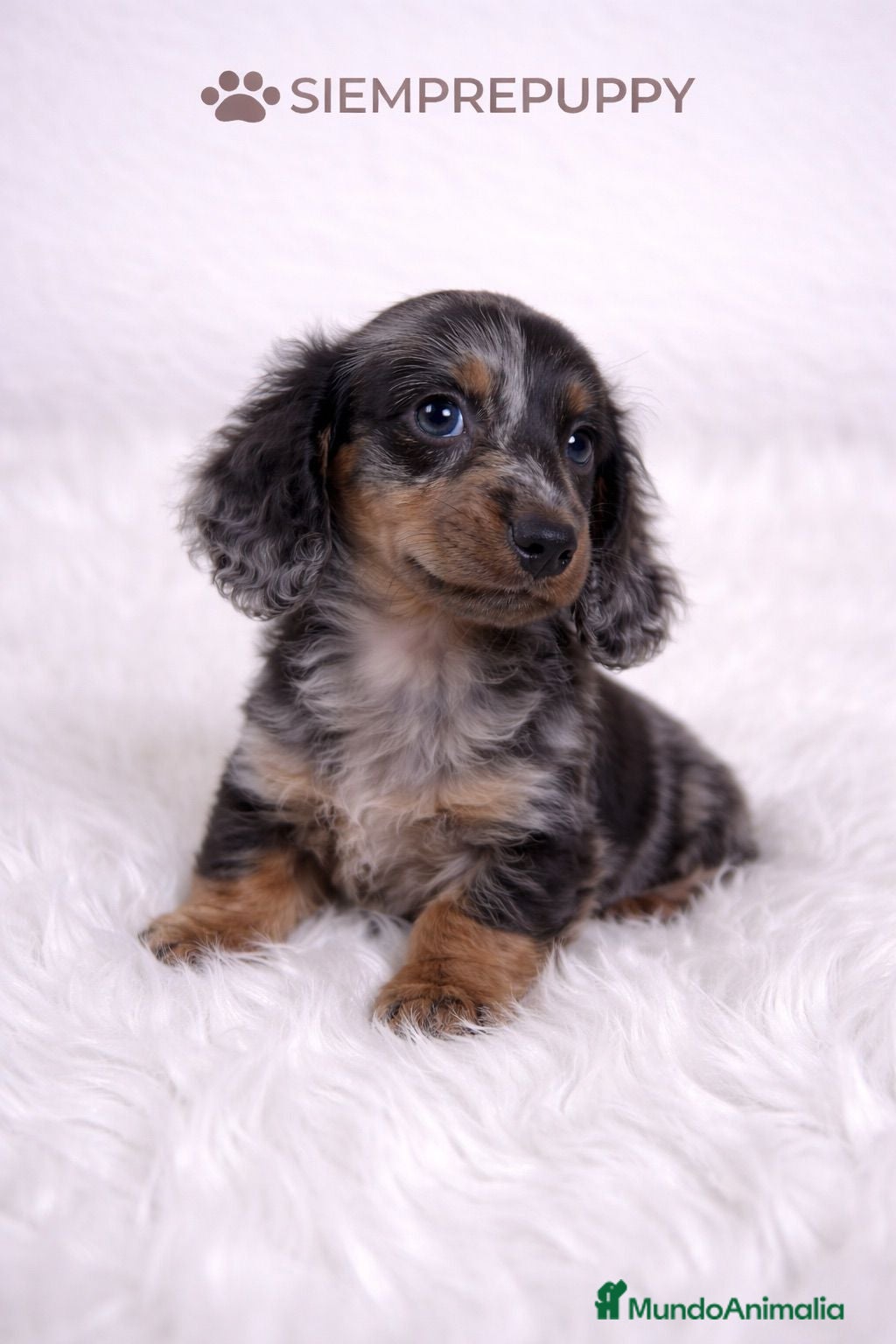 Teckel Miniatura perros TECKEL PELO LARGO - Anuncio 3