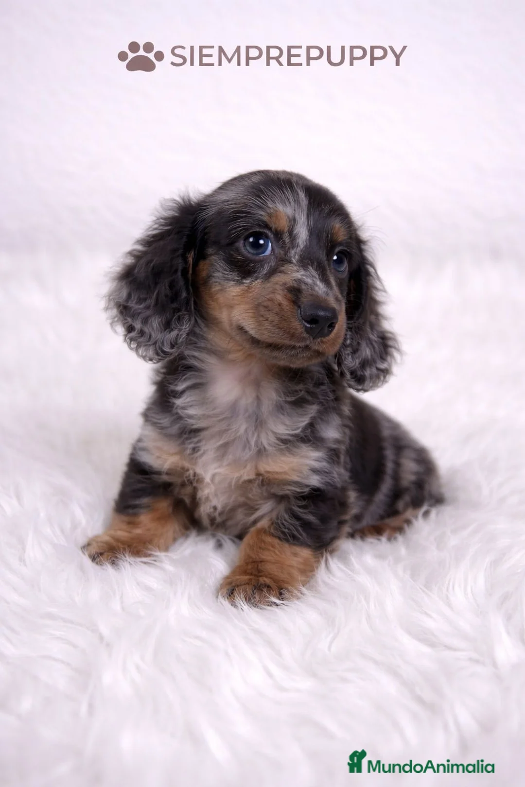 Teckel Miniatura perros en venta: TECKEL PELO LARGO - Anuncio 1