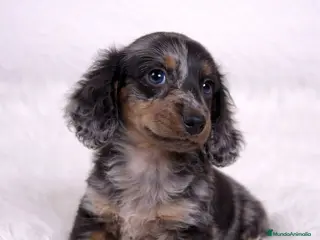 Teckel Miniatura perros TECKEL PELO LARGO - Anuncio 3