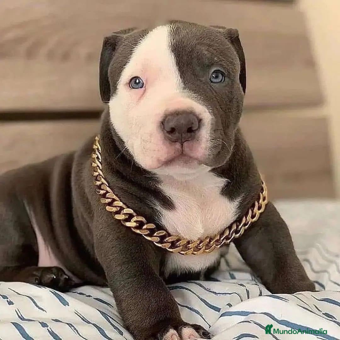 American Pit Bull Terrier perros AMERICAN PITBULL CACHORROS , CRIADOR PROFESIONAL  - Anuncio 2