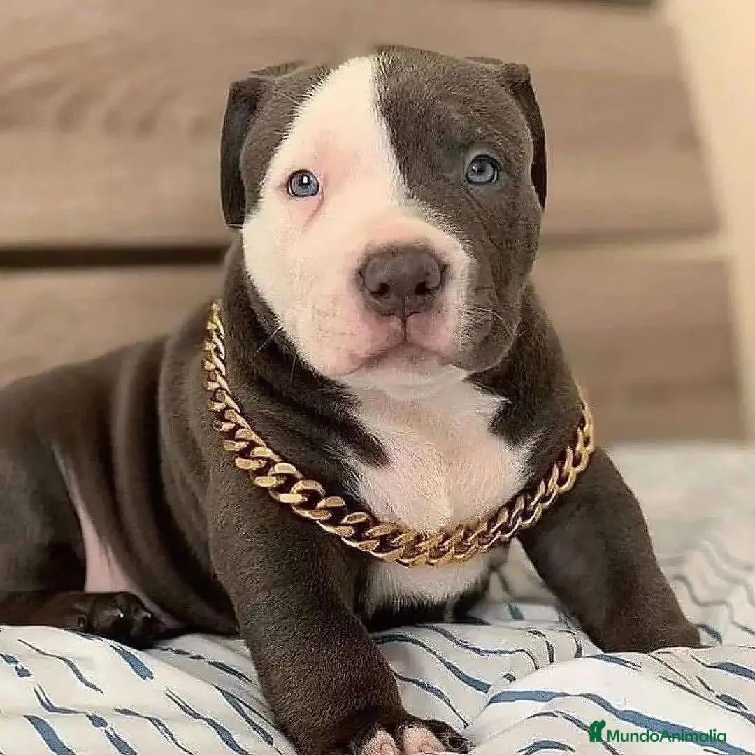 American Pit Bull Terrier perros en venta: AMERICAN PITBULL CACHORROS , CRIADOR PROFESIONAL  - Anuncio 2