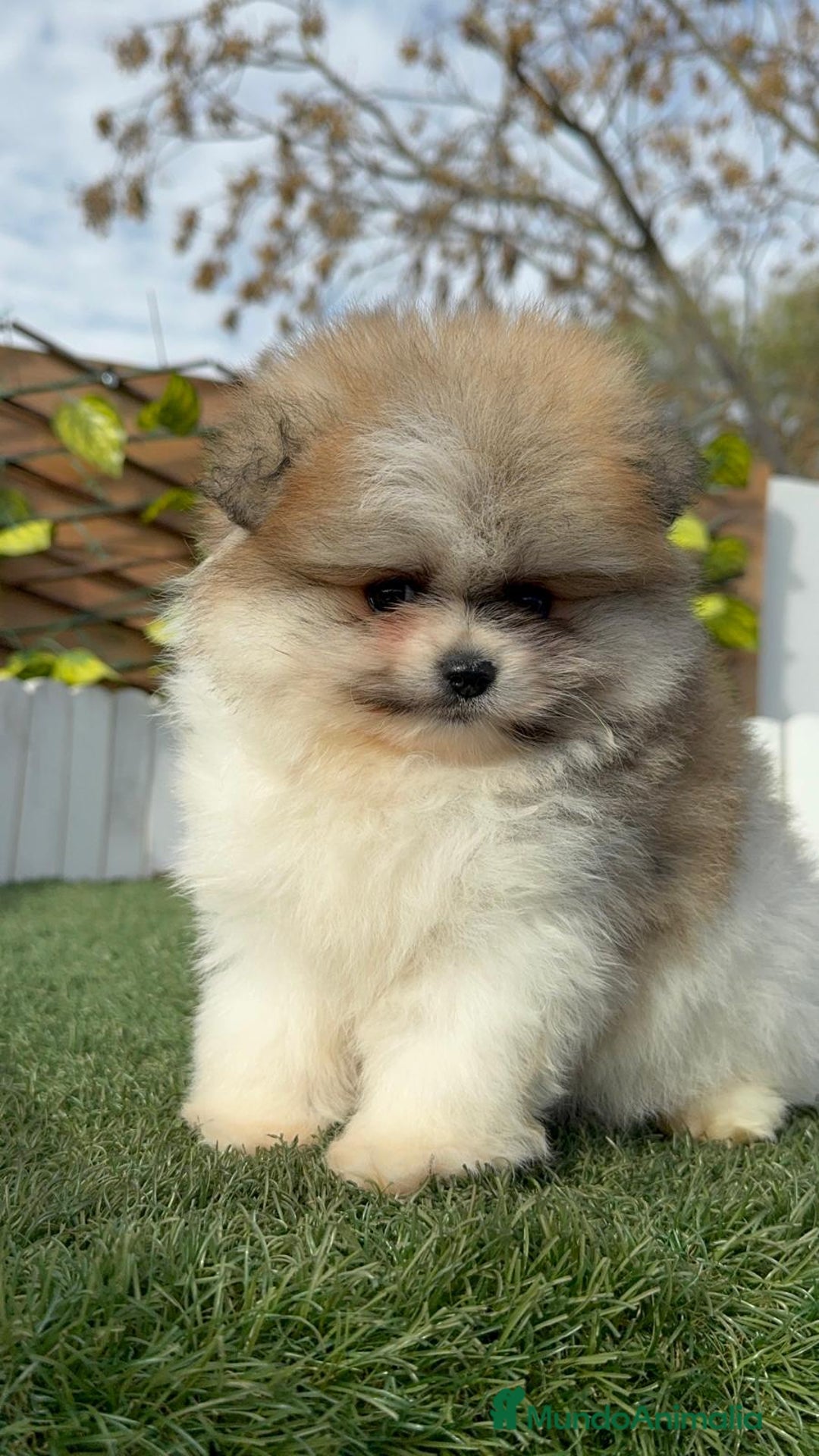 Pomerania perros en venta: POMERANIA HEMBRA DISPONIBLE - Anuncio 13