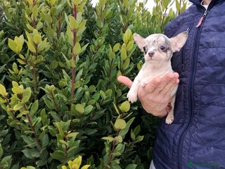 Chihuahua perros Chihuahua Toy - Anuncio 1