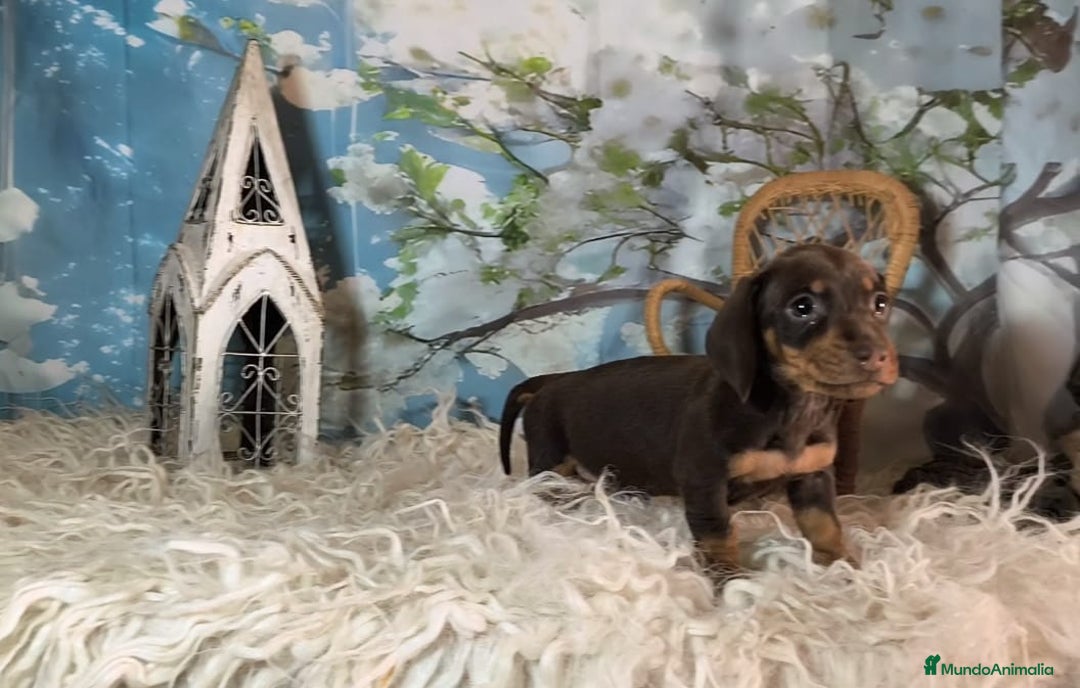 Teckel perros en venta: Teckel kanichen  - Anuncio 5