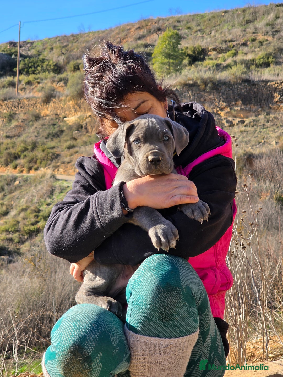 Cane Corso perros en venta: Molosos de Odin Cane Corso kennel - Anuncio 6