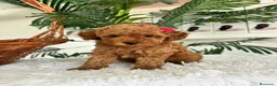 Caniche Toy perros en venta: CANCIHE ROJO - Anuncio 6