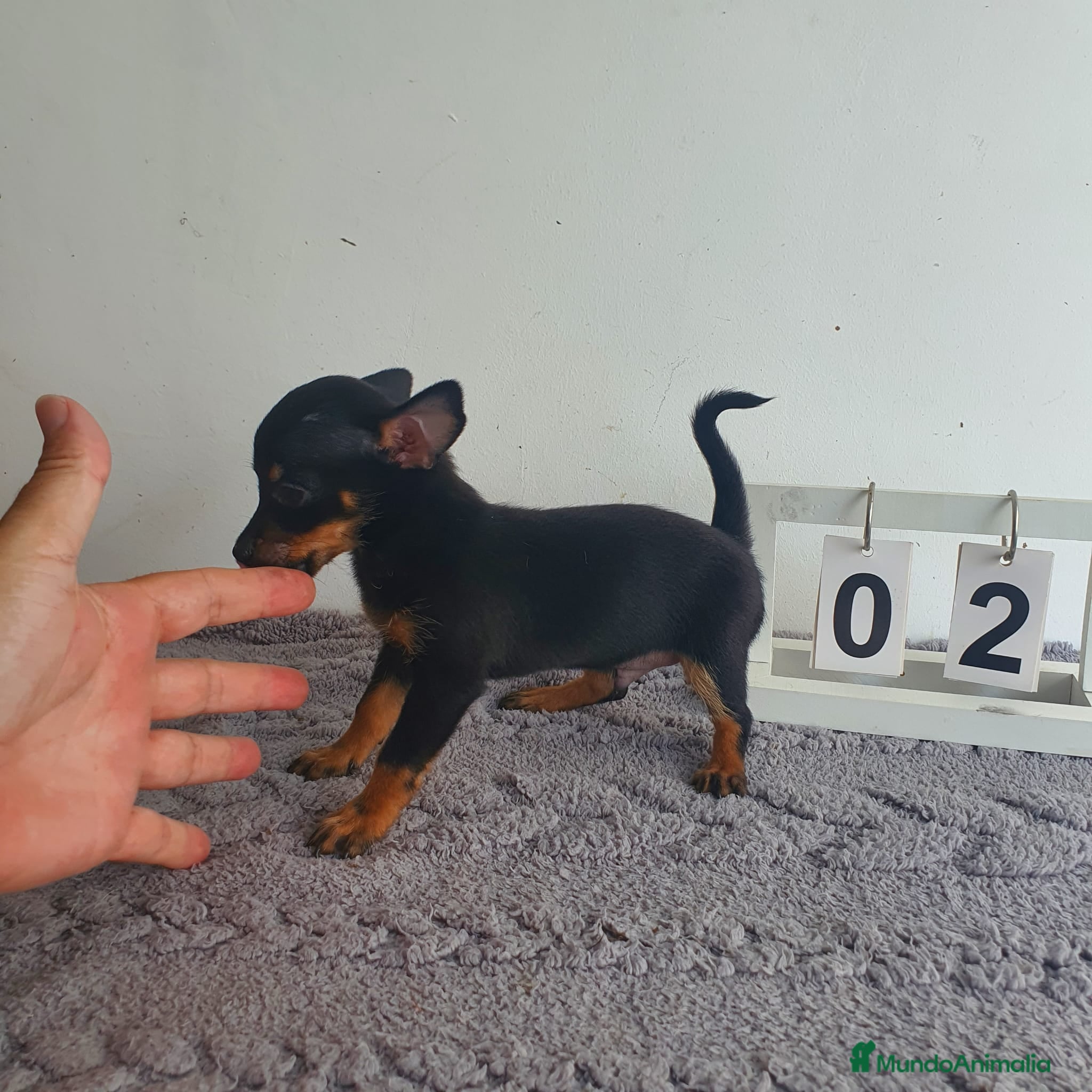 Chihuahua perros Chihuahua miniatura  - Anuncio 2